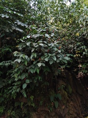 Sanchezia rubriflora