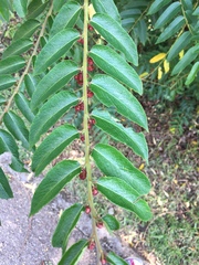 Phyllantheae