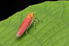 Bothrogonia albidicans