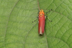 Bothrogonia albidicans
