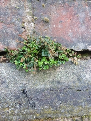 Asplenium ruta-muraria