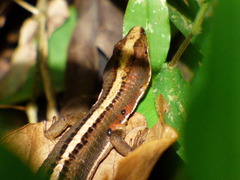 Pholidobolus vertebralis