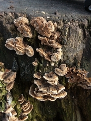 Fungi