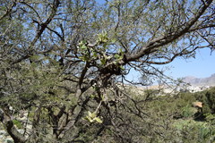 Phragmanthera austroarabica