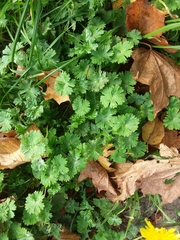 Geranium molle