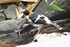 Enicurus ruficapillus