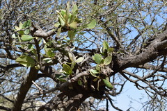 Phragmanthera austroarabica