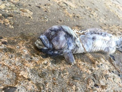 Cebidichthys violaceus