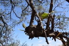 Phragmanthera austroarabica