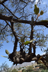 Phragmanthera austroarabica