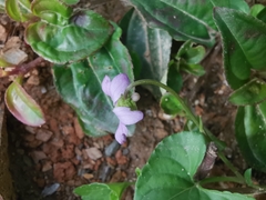 Viola hamiltoniana