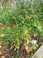 Lapsana communis