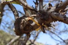 Phragmanthera austroarabica