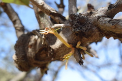 Phragmanthera austroarabica