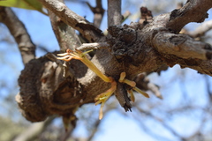 Phragmanthera austroarabica