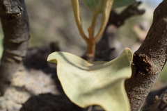 Phragmanthera austroarabica