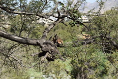 Phragmanthera austroarabica