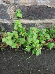 Lamium purpureum