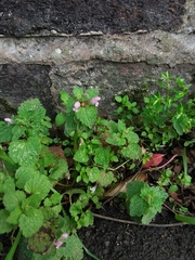 Lamium purpureum