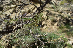 Phragmanthera austroarabica