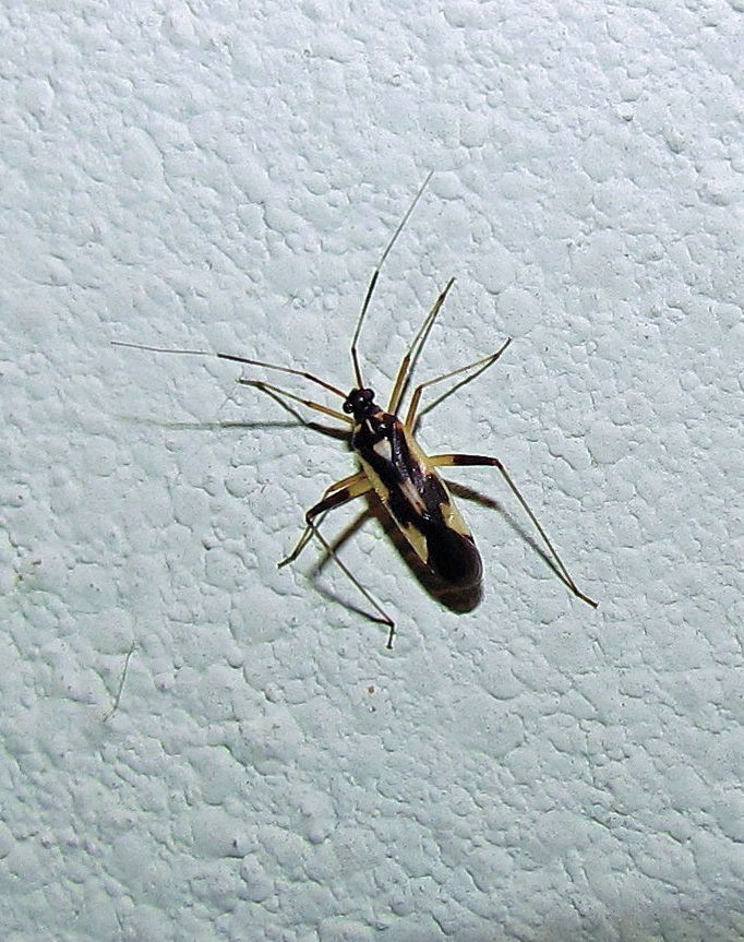 Garganus saltensis