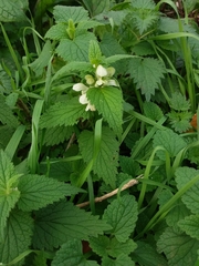 Lamium album