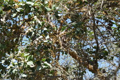 Phragmanthera austroarabica