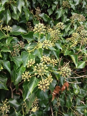 Hedera helix