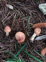 Lepiota ochraceofulva