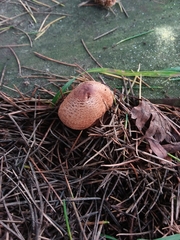 Lepiota ochraceofulva