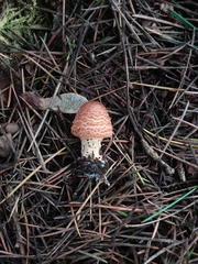 Lepiota ochraceofulva