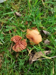 Laccaria laccata