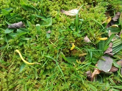 Fungi