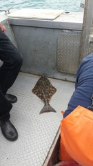 Hippoglossus stenolepis