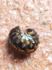 Glomeris connexa