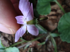 Viola hamiltoniana
