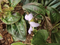 Viola hamiltoniana