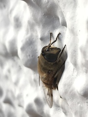 Eristalis tenax