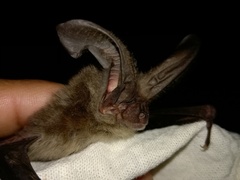 Corynorhinus mexicanus