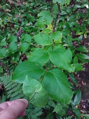 Lonicera hirsuta
