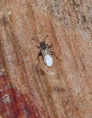 Nysius simulans
