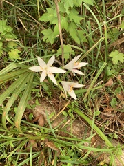 Zephyranthes atamasco