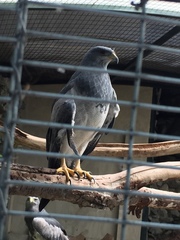 Geranoaetus melanoleucus