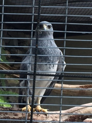 Geranoaetus melanoleucus