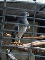 Geranoaetus melanoleucus