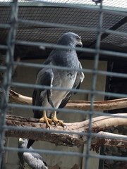 Geranoaetus melanoleucus