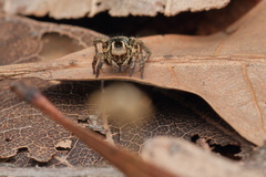 Stenaelurillus albus