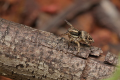 Stenaelurillus albus