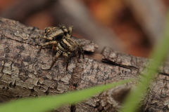 Stenaelurillus albus