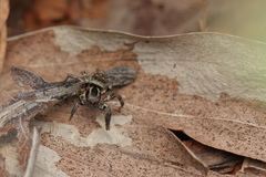 Stenaelurillus albus